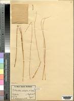 Image result for Rhytachne subgibbosa