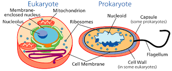 Differences Between Prokaryotic And Eukaryotic Translation Eukaryotic Cell Prokaryotic Cell Prokaryotes