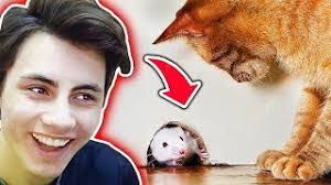 Skachat Besplatno Pesnyu Kedi Vs Fare Ratty And Catty Turk Oyunu V Mp3 I Bez Registracii Mp3hq Org