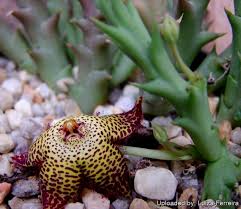 Image result for Orbea lugardii