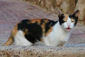 What do you call a cat in heat? Recognize These 6 Signs Of Cat Heat Behavior Lovetoknow