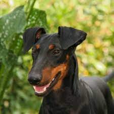 The breed is generally hea. Manchester Terrier Hunderasse Mit Bild Info Temperament Charakteristiken Und Fakten