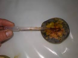 Quand Recolter Les Poires Le Poire Poire Pomme