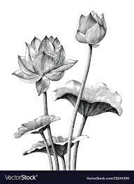 Pin On Botanical Illustrations