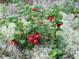 Image result for Vaccinium stanleyi