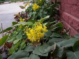 Communities for mahonia repens:yellow pine forest. Plants For Water Wise Pollinator Gardens Creeping Mahonia Mahonia Repens Berberis Repens Berberis Aquifolium Var Repens Water Conservation For Lawn And Landscape