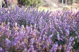Heather So Beautiful Heather Flower Flower Field Dream Garden