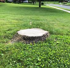 What is stump grinding service? Stump Grinding Getting To The Roots Of The Problem Cumberland Valley Tree Service And Landscaping