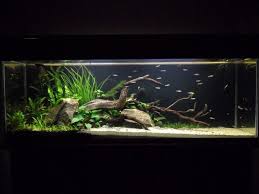 Diy Fish Tank Decorations Themes Aquascaping Fresh Water Decor Ideas Small Aquascaping Homemade Creative Aqu Fresh Water Fish Tank Aquarium Biotope Aquarium