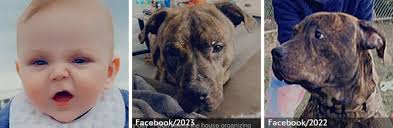 2024 Fatal Dog Attack Breed Identification Photographs