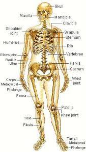 Anatomy & physiology coloring workbook: Http Www Iteachbio Com Anatomy Physiology Skeletal 20system Bones Jpg Anatomy And Physiology Human Skeletal System Physiology