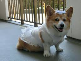 Here Comes The Bride Corgi Dog Wedding Little Dogs