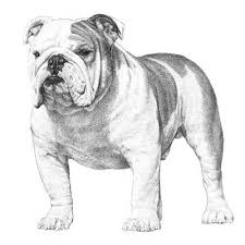 bulldog dog breed information