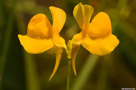Image result for Utricularia formula