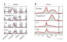 comparison of the estrous cycle of the rat and menstrual