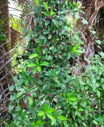 Image result for Ardisia buesgenii