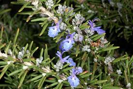 Image result for Rosmarinus officinalis