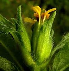 Image result for Synedrella nodiflora