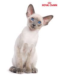 Working As An Rvt At An Emergency Hospital I Enjoy Critical Cases Receiving The Best Training Family Atmosphere Savi Pets Cats Veterinary Technician Week