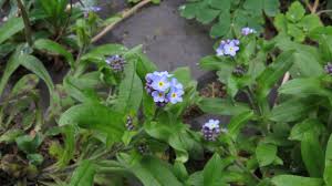 Wednesday Weed Forget Me Not Bug Woman Adventures In London