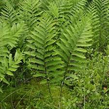 Image result for Vahadenia