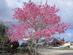 Everyone adores flowering cherry trees, but few people know much about them. Trumpet Trees Gardening Solutions University Of Florida Institute Of Food And Agricultural Sciences
