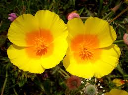 Image result for Eschscholzia