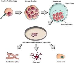 Plant stem cell under microscope labeled. The March Of Pluripotent Stem Cells In Cardiovascular Regenerative Medicine Stem Cell Research Therapy Full Text