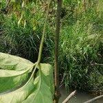 Image result for Cissus aralioides