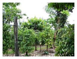 The major function of this system is production of food, fodder and a) home gardens. Agroforestry And The Improvement Of Soil Fertility A View From Amazonia