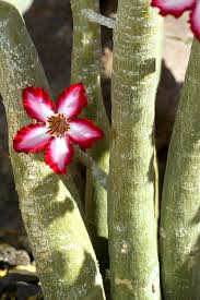 Image result for Adenium multiflorum