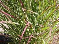 Image result for Panicum eickii