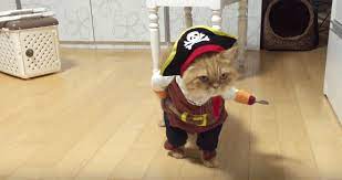 The 27 Most Important Things Cats Did On The Internet In 2015 Pirate Cat Tabby Cat Names Cats And Kittens
