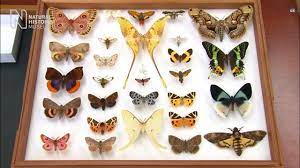 Adalah dipercayai bahawa seseorang dengan imej tertentu tidak sedar mempengaruhi nasibnya. Rama Rama Keunikannya Majalahsains