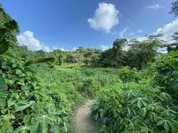There is even a petition to save it. Best Trails In Clementi Forest Central Singapore Alltrails