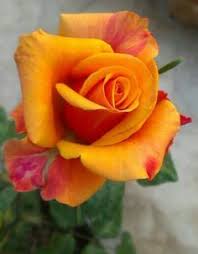 160 ottime idee su Rosa gialla | rosa gialla, fiori, bellissimi fiori