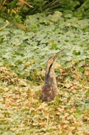 Image result for Burttia prunoides