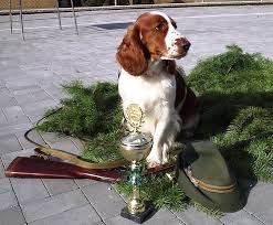 Image result for velššpringršpaněl