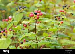 Image result for Hypericum peplidifolium