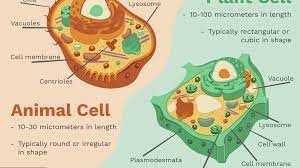 Check spelling or type a new query. Differences Between Plant And Animal Cells