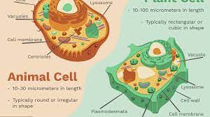 Plant cell is only found. Differences Between Plant And Animal Cells