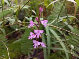 Image result for Cynorkis debilis