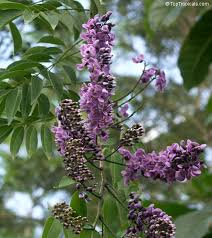 Image result for Lonchocarpus