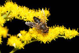 Mais les jeunes avaient conservé la mode muscadine des longs cheveux, crinières bichonnées et flottantes. Les Larves D Eristalis Ont Une Queue De Rat