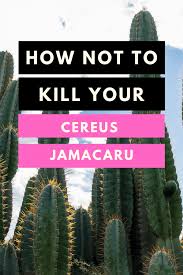 At left, a cereus with different colored straw flowers. Cereus Jamacaru Care How You Nail It Plantophiles