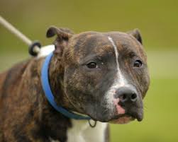 Pit bulls have been bred for centuries to attack other animals. Denver Pit Bull Ban In Place 30 Years Could Be Lifted The New York Times