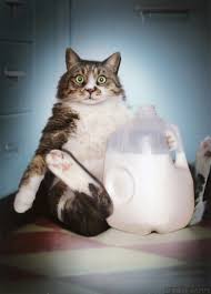 Kedi Sahipleri Kedinizi Sakin Bu 6 Yiyecekle Beslemeyin