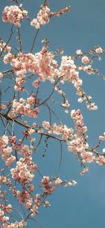 Iphone Xr 0980 Fondo De Pantalla Flor Cherryblossam Alliphonewallpaper Net In 2020 Iphone Wallpaper Pattern Aesthetic Iphone Wallpaper Apple Wallpaper