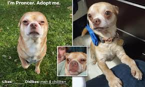 He is in new jersey but can be adopted anywhere in the general tri state area. Demonic Chihuahua Finds A Forever Home After Viral Adoption Ad Daily Mail Online