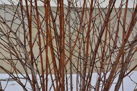 Pruning Physocarpus Ninebark Diablo Paperblog This is a good example of diablo ninebark's habit.